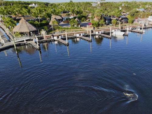 Dolphins and manatee playing